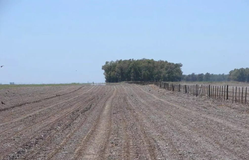 campos Parodi